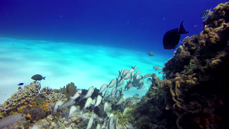 Una-Bandada-De-Peces-Blancos-Con-Rayas-Negras-Flota-En-El-Arrecife