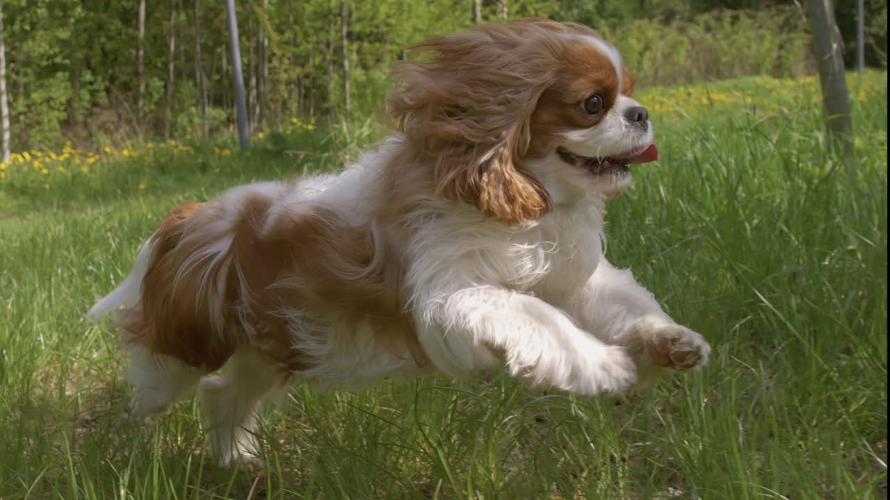 Cavalier King Charles Spaniel. Prise de vue avec une caméra super ralenti à 1 000 images par seconde