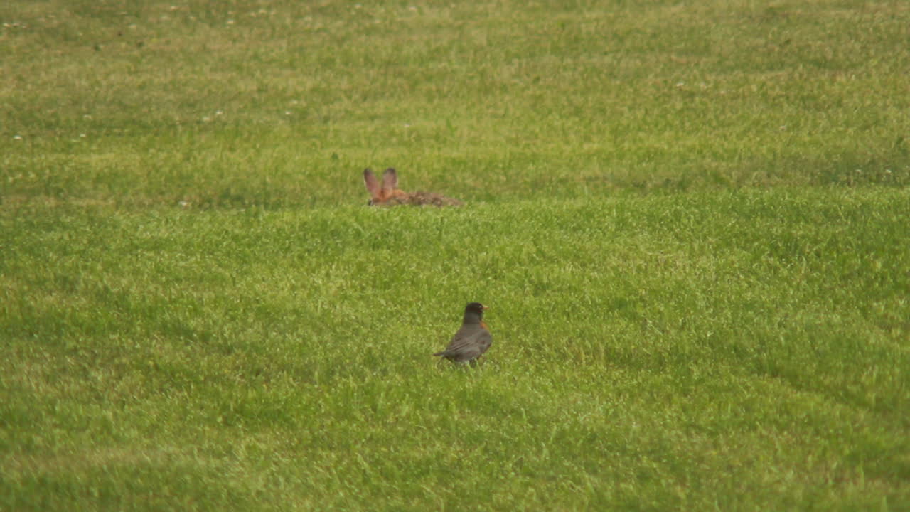 여름에 들판에서 놀고 있는 토끼와 새