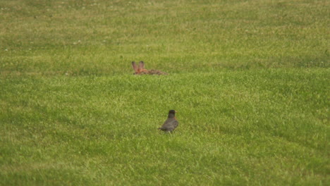 Rabbit-and-a-bird-frolicking-in-a-field-in-summer