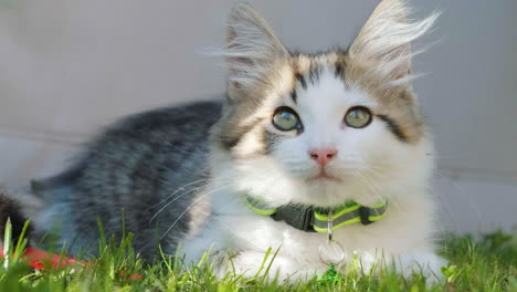 kitten enjoying sun on the grass in a garden in the uk