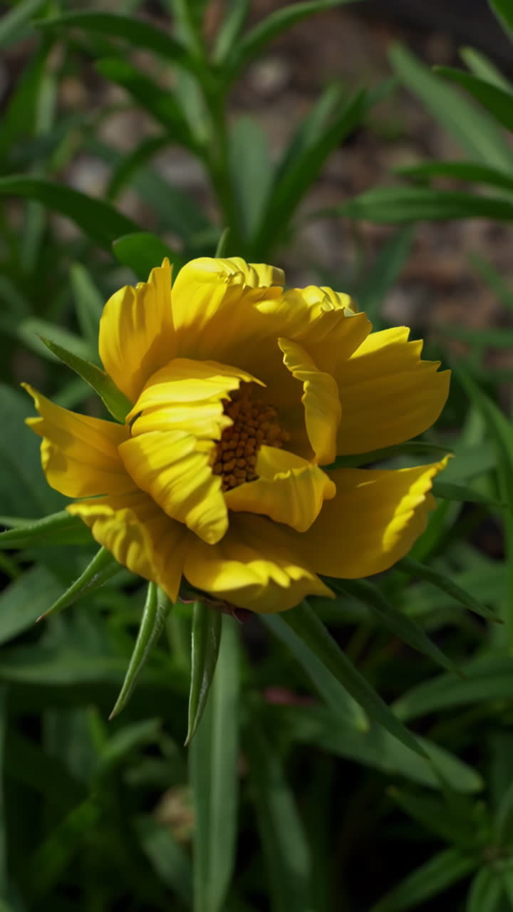 Yellow Cosmos Flower Budding and Blossom