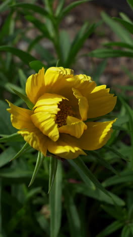 yellow cosmos flower budding and blossom