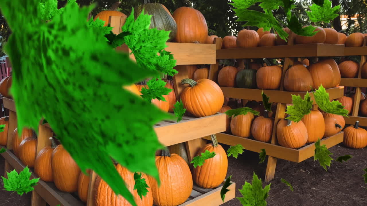 animación de hojas de otoño que caen sobre las calabazas en los estantes