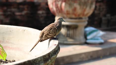 un pájaro está en el borde de una bañera