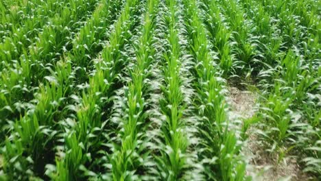 Aerial-flyover-of-corn-field-in-rural-South-Dakota