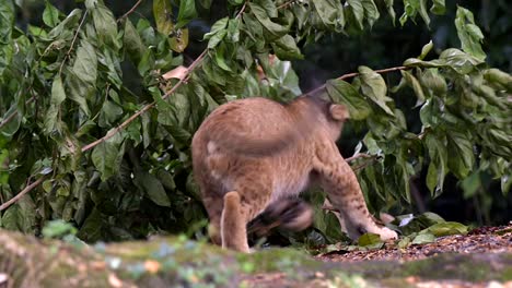 Cachorro-De-León-Embosca-A-Una-Leona-Adulta-Que-Yace-Detrás-De-Las-Hojas-De-Un-árbol-En-El-Zoológico-De-Singapur