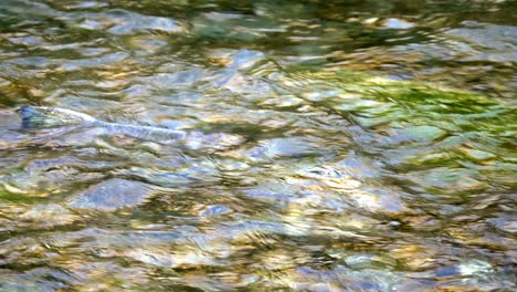 close up of salmon trying to climb and swim up the stream to reach spawning grounds, fighting the current - vancouver island, north america