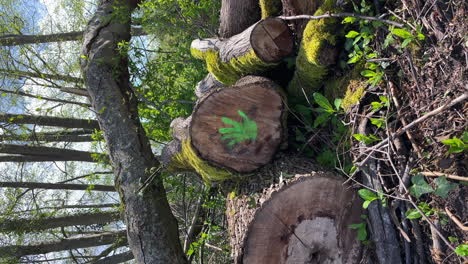 Vertikal-Grün-Bemalter-Stammes-Handabdruck-Auf-Geschnittenen-Holzstämmen-In-Der-Waldwildnis