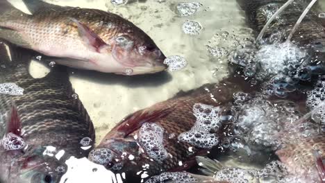 live fish in water at market stall