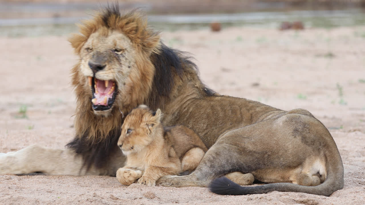 close-up shot van het hele lichaam van een kleine leeuwenwelp die probeert te knuffelen met een knorrige mannetjesleeuw, grotere kruger