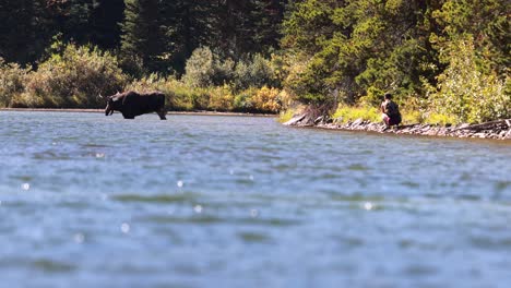 person-extremely-close-to-a-wild-moose-in-Red-Rock-Lake,-Glacier-National-Park,-Montana