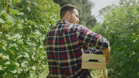 la cosecha de uvas en un viñedo