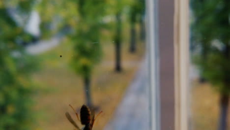 yellojacket caminando hacia abajo en una ventana filmada en cámara lenta
