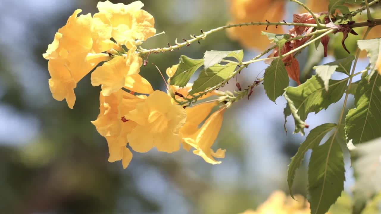 Orange flowers hanging from a tree
