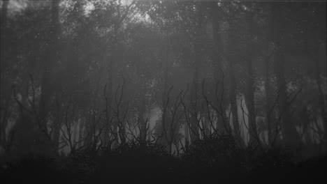 mystical halloween background with dark forest and fog 5