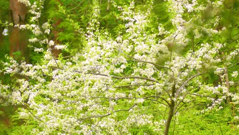 vibrant nature background with birds flying around flowering plants. static shot