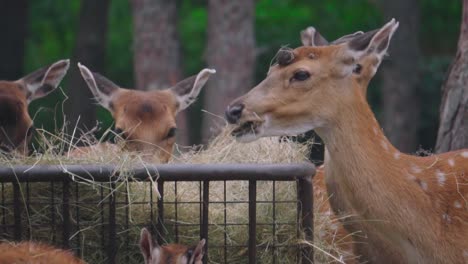 Close-up-shot-of-a-herd-of-spotted-deer-or-fallow-deers-grazing-dry-grass-in-the-zoo