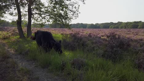 highland cows grazing in purple heathland scenery in national park de meinweg, netherlands - 4k60