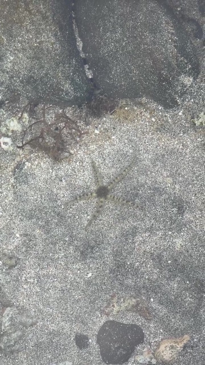 Pequeña ofiura moviéndose en el fondo marino arenoso.