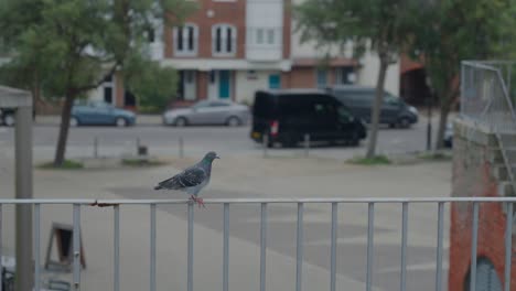 pigeon walks along a railing in a seaside town