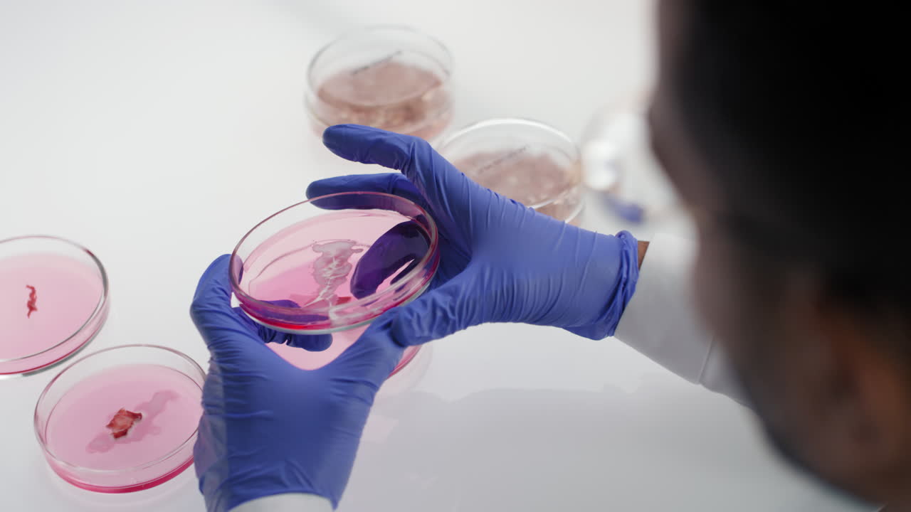 Scientist Examining Petri Dishes in a Laboratory