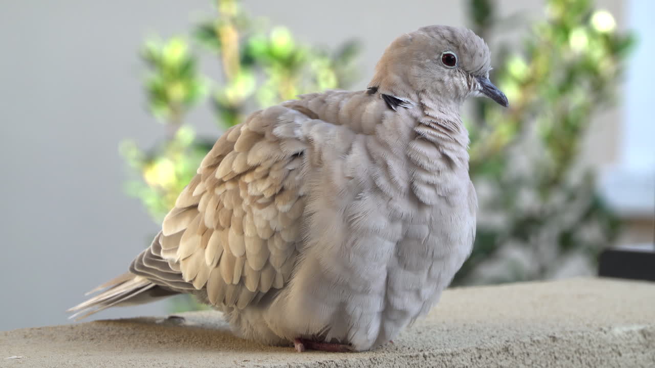Close up of a collared dove sitting on a stone surface
