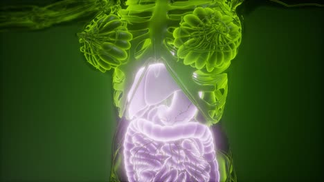 human body with visible digestive system