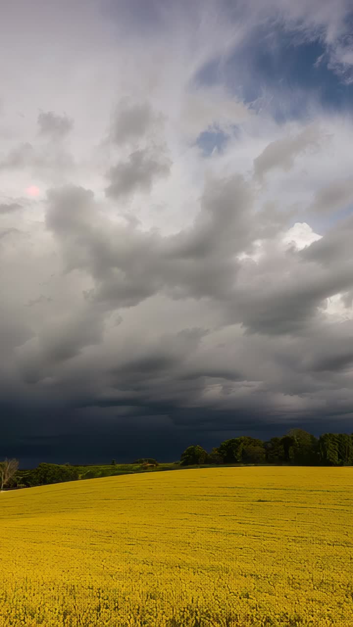 Vertikales Video: Schwankendes gelbes Feld mit Feldfrüchten, das auf herannahende Gewitterwolken über den Bäumen auf einem Bauernhof reagiert