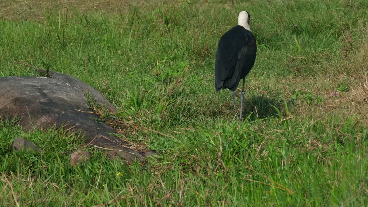 caminando por la hierba hacia la derecha luego hacia la izquierda para desaparecer, cigüeña asiática de cuello lanudo ciconia episcopus, casi amenazada, tailandia