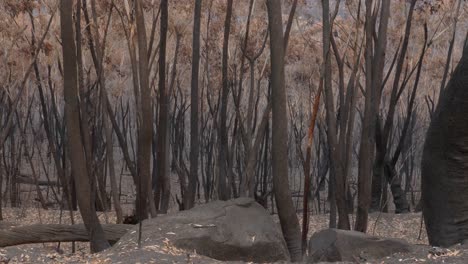 burnt australian forest charred ground blackened trees from bushfires static