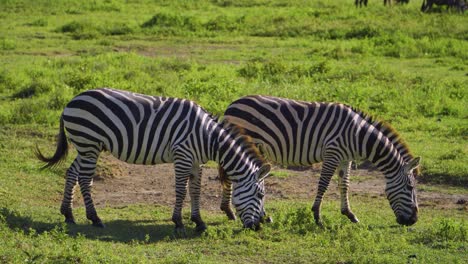 las cebras africanas comen hierba verde bajo el sol brillante en la sabana caliente