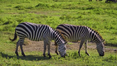 african zebras eat green grass under the bright sun on the hot savanna