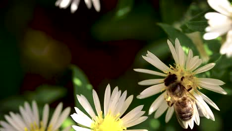 Abeja-En-Flores-Recogiendo-Polen-Macro-Closeup-11