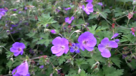 honeybee in a purple flower