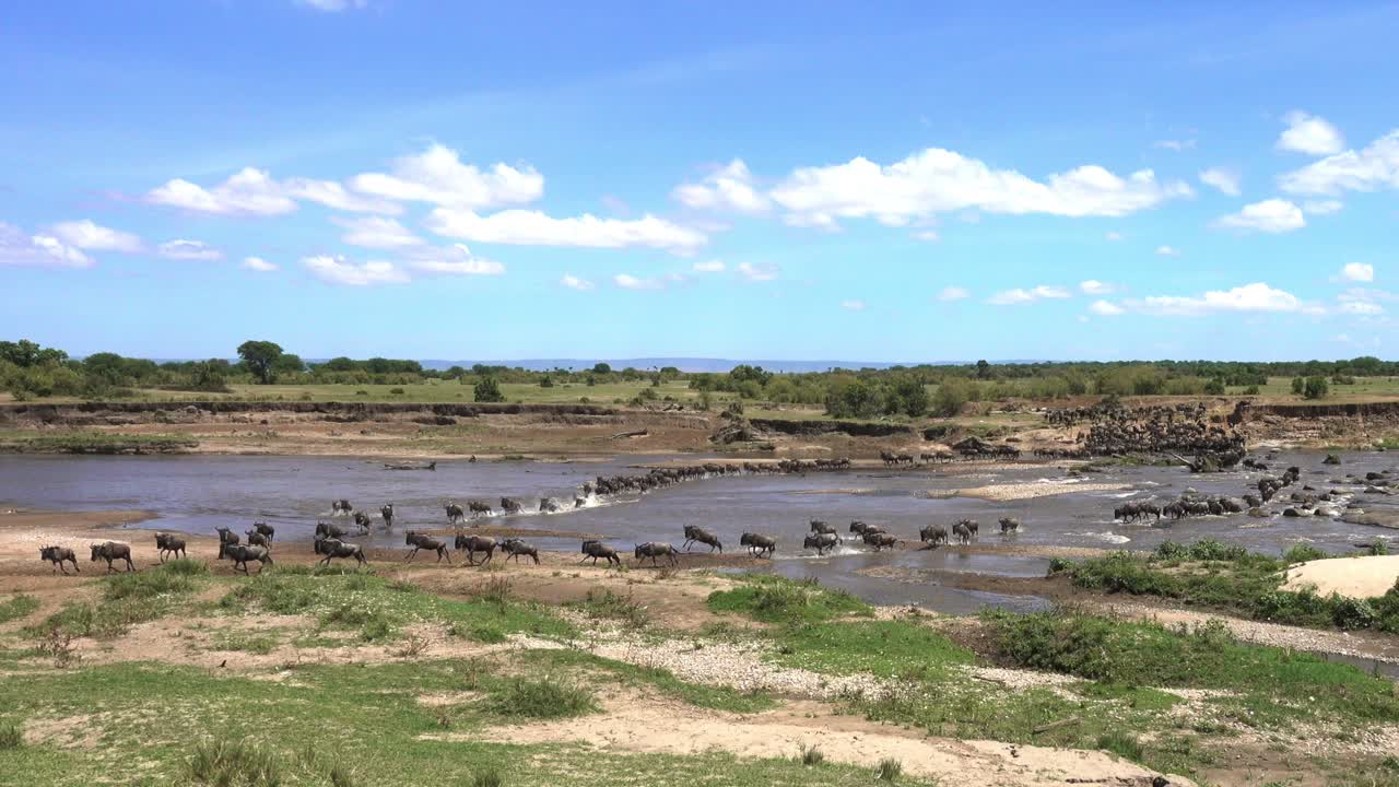 Large herd of wildebeest crossing the Mara River during their annual migration in Serengeti in Tanzania. First part of a longer clip.