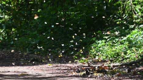 farfalle di tutti i tipi che sorvolano sciami che si nutrono di minerali sul terreno nel parco nazionale di kaeng krachan, patrimonio mondiale dell'unesco, tailandia