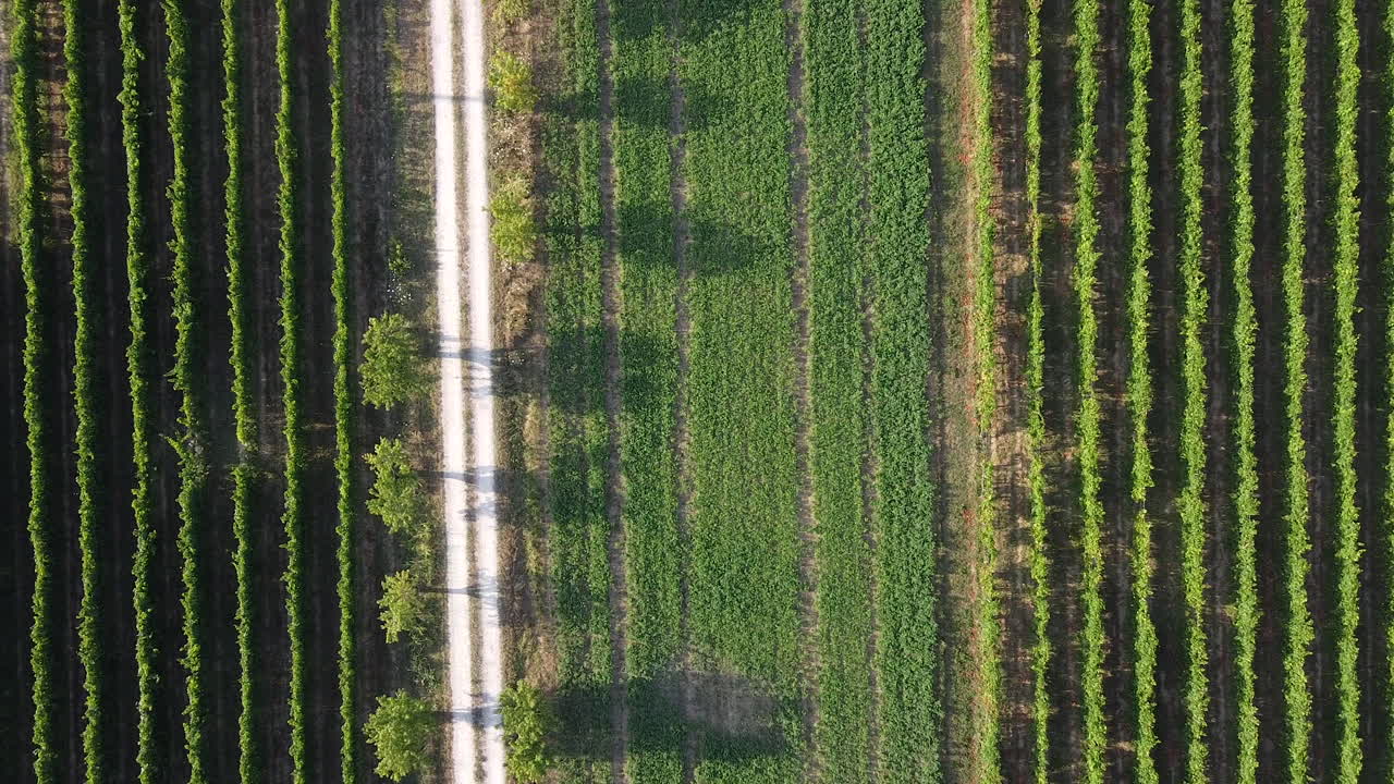 zoom en la vista aérea de un viñedo de forma perfecta en el área de chianti de frescobaldi