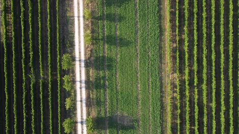 zooming in aerial view of a perfectly shaped vineyard on the chianti area of frescobaldi