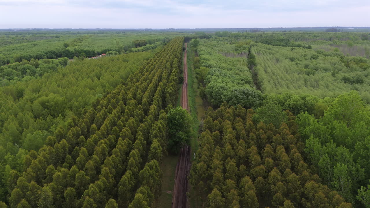 Slow, upward motion drone shot over large timber forest fields, with distant horizon, cloudy day and dirt road in the middle.