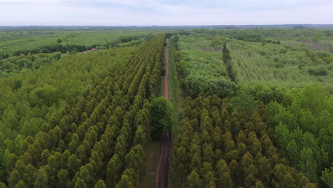 slow, upward motion drone shot over large timber forest fields, with distant horizon, cloudy day and dirt road in the middle.