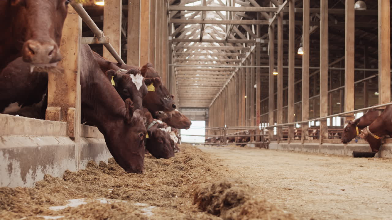 Farmers Walking in Barn with Cows