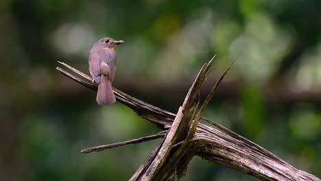 the hill blue flycatcher is found at high elevation habitat it has blue feathers and orange-like breast for the male, while the female is pale cinnamon brown and also with transitioned orange breast