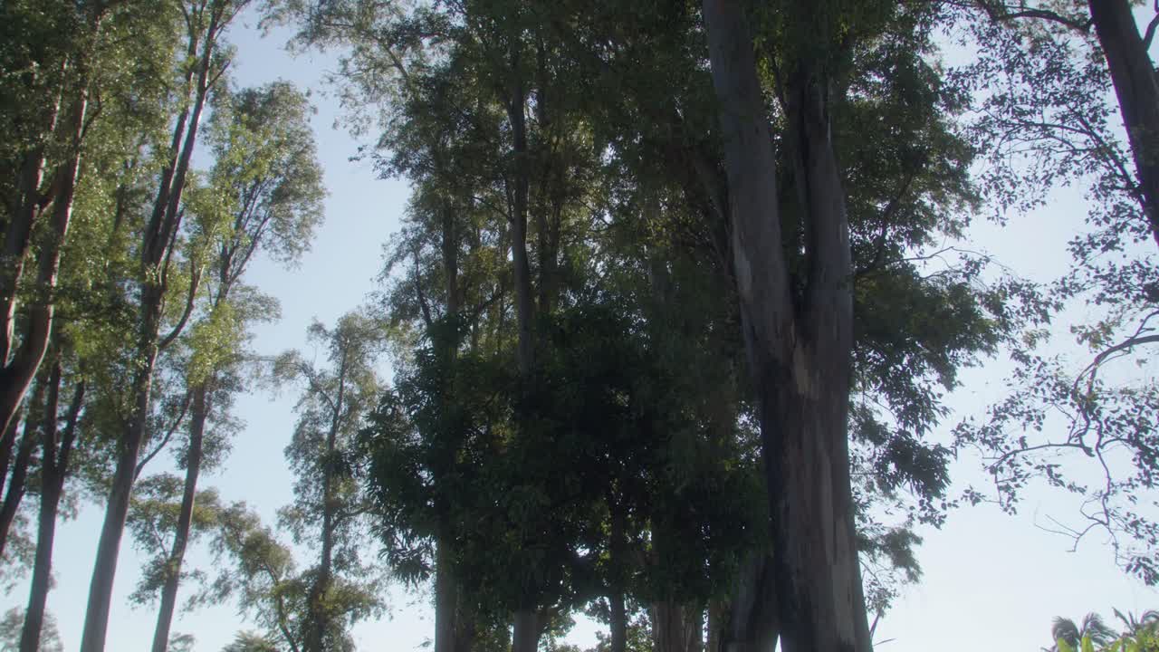 mirando hacia arriba: una vista panorámica de la luz del sol brillando a través del follaje de los árboles en una granja