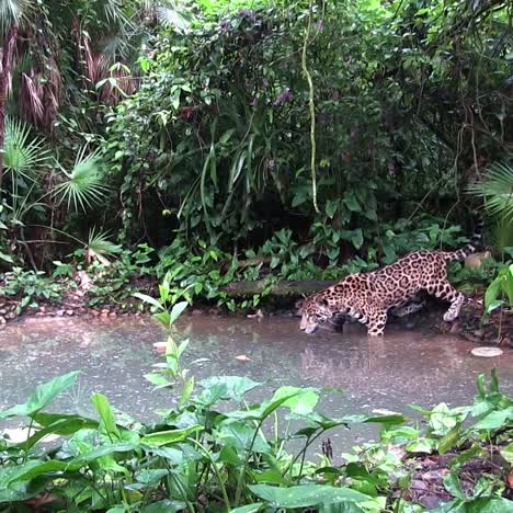 a beautiful jaguar lies drinks at a watering hole