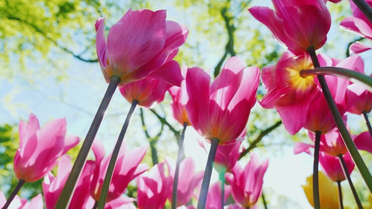 grandes tulipanes rosas