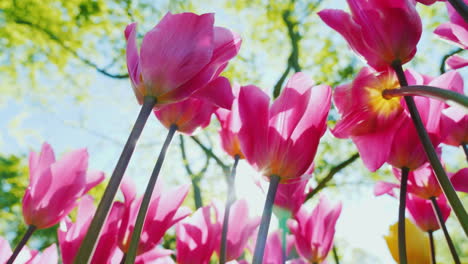 large pink tulips