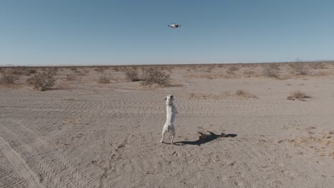 Un-Lindo-Perro-Boxer-Blanco-Saltando-En