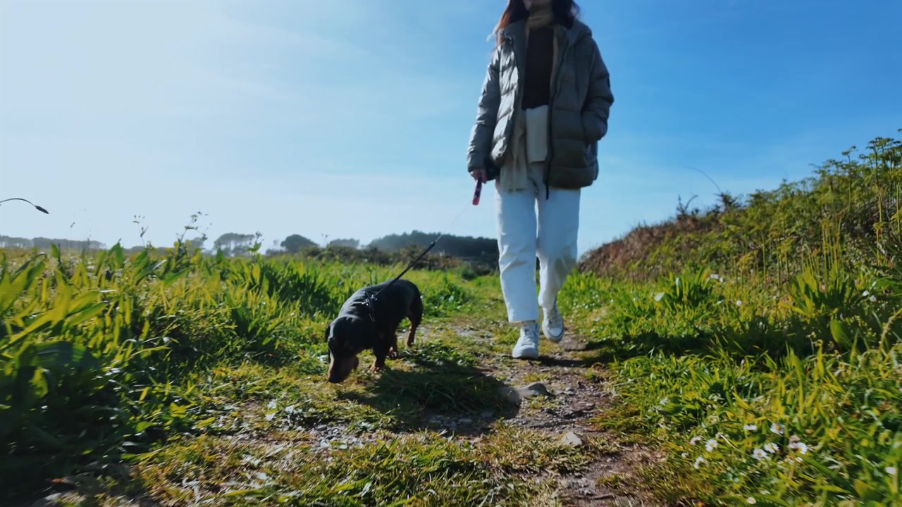 Small black dachshund sniffs the path while a woman walks beside it in bright countryside.