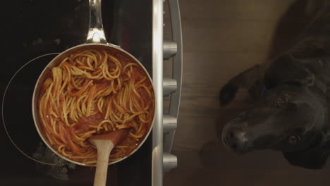 dog trying to steal dinner off the stove - pot full of spaghetti